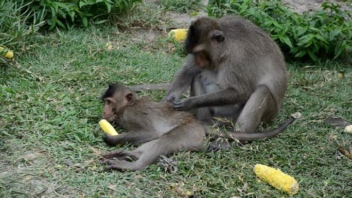 猴子的行为猴子野生动物