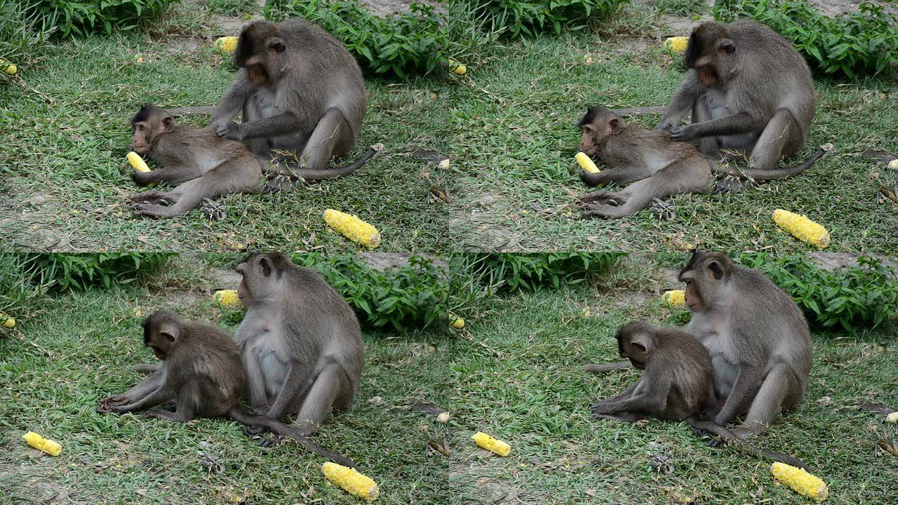 猴子的行为猴子野生动物