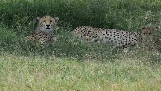 猎豹休息，坦桑尼亚，非洲