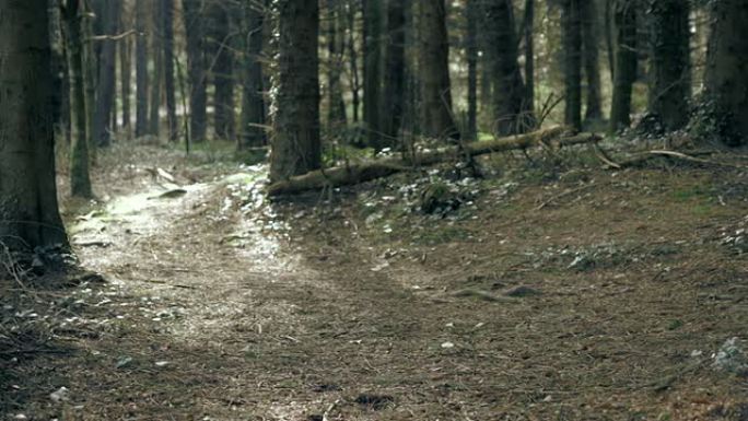 HD：松树森林，图利摩尔公园，北爱尔兰