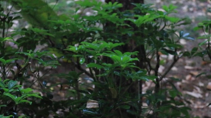 春雨雨中树叶绿叶嫩绿树叶鸭脚木清新唯美