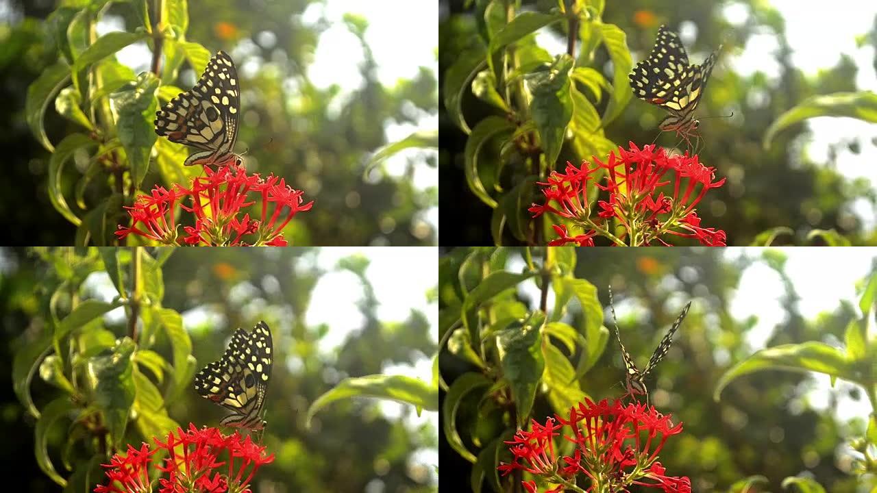 Butterfly Sitting On Red Flower