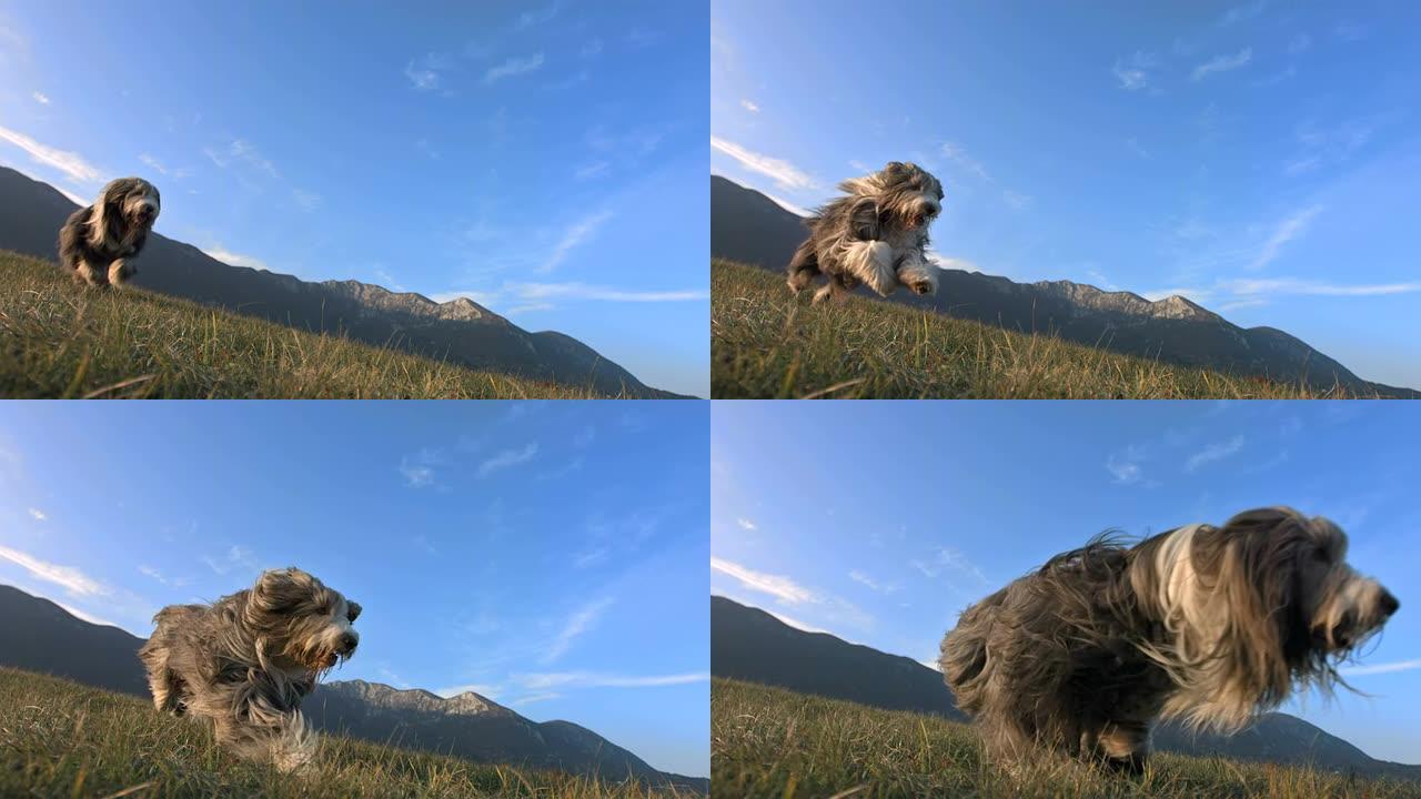 高清超慢动作: 纯种大胡子牧羊犬在草地上奔跑
