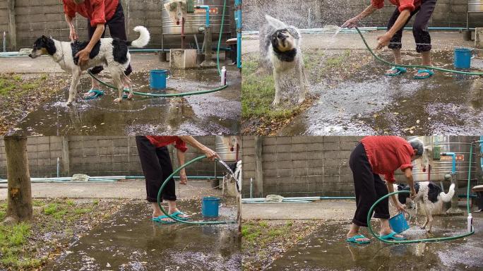 狗和人的户外活动狗和人的户外活动