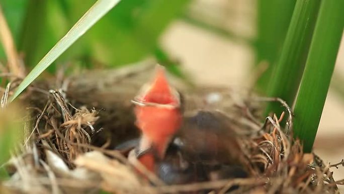 饥饿的小鸟宝宝