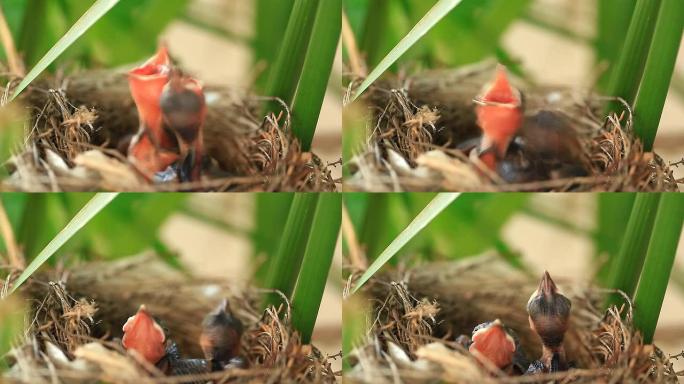饥饿的小鸟宝宝