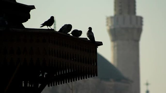 屋顶上的鸽子，背景是清真寺