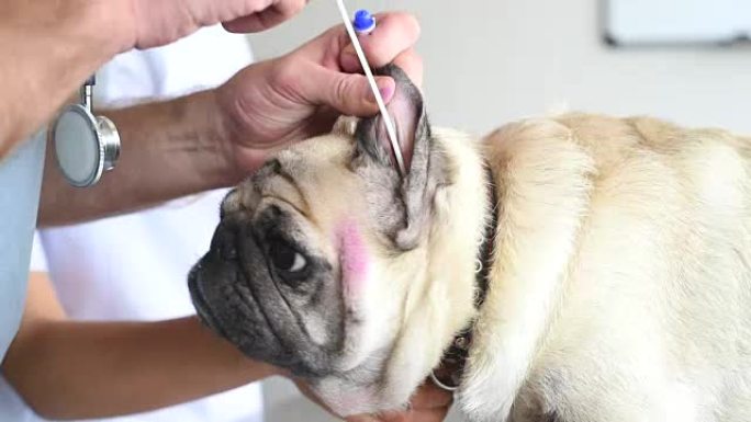 经验丰富的兽医从耳朵上分析了哈巴狗