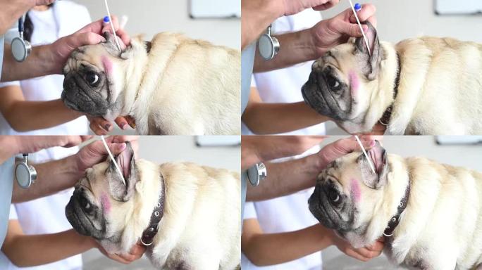 经验丰富的兽医从耳朵上分析了哈巴狗