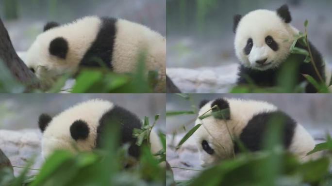 熊猫宝宝特写镜头中国特有物种濒危物种