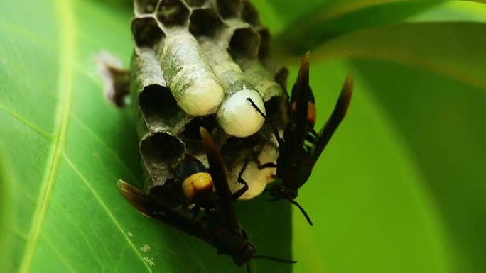 黄蜂巢是一片叶子