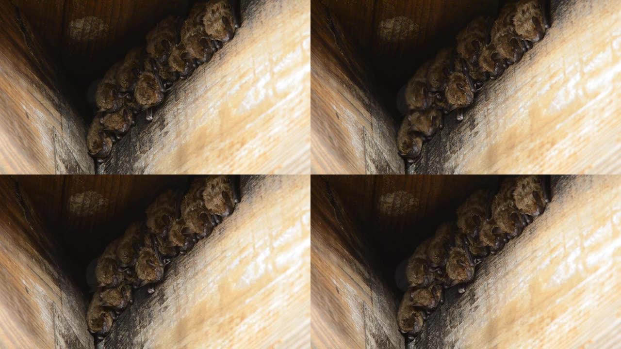 一群蝙蝠栖息在木屋顶托梁角