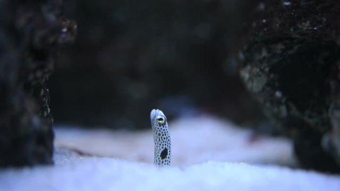 黑斑沙鳗生物动物鱼类