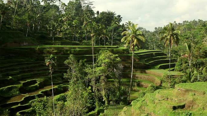 印尼巴厘岛乌布稻田