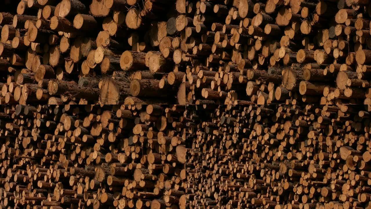 松树木桩松树木桩木材