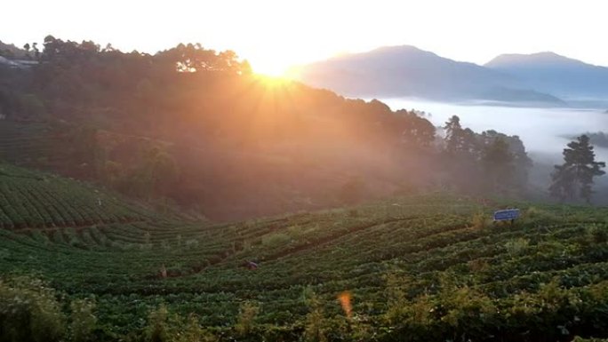 草莓地草莓地种植农场