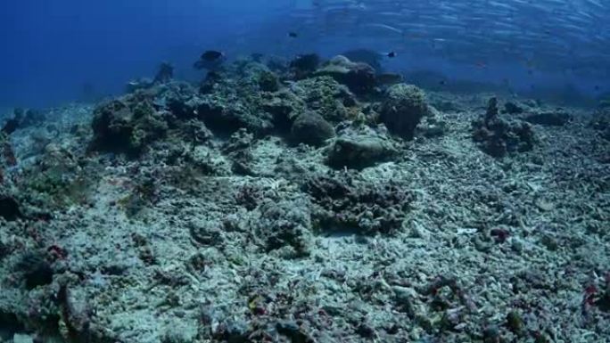 梭子鱼schooling in coral reef, Sipadan,马来西亚