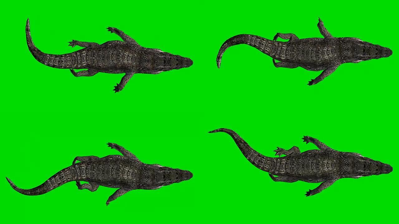 浮动鳄鱼绿色屏幕 (可循环)