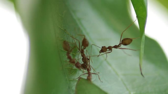 蚂蚁工作微距特写镜头自然生态团结团队精神