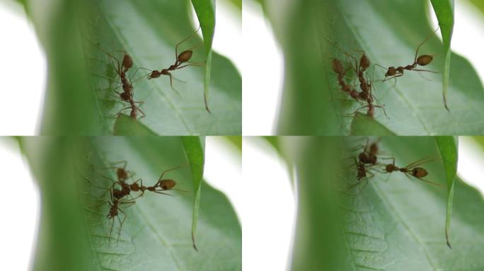 蚂蚁工作微距特写镜头自然生态团结团队精神