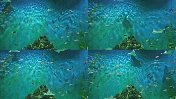 水族馆水箱水族观赏观赏鱼类水底世界