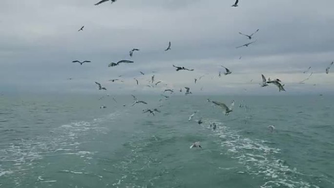 跟随海鸥在游轮船尾后面的泡沫状轨道上飞行的船