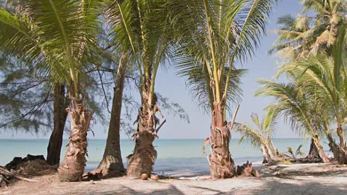 生棕榈特有树种宁静唯美海洋潮汐