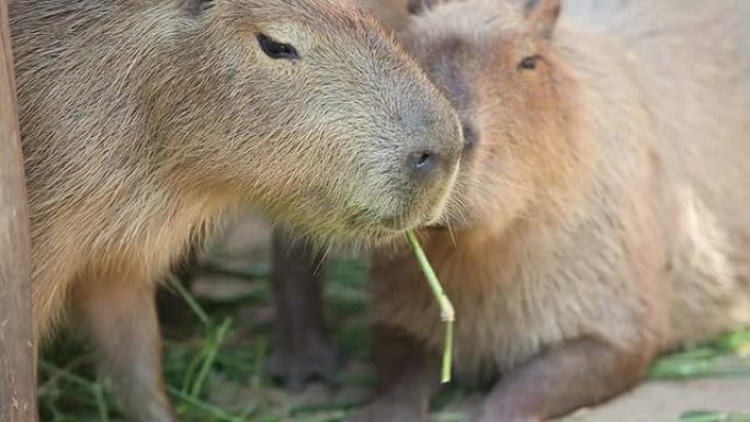 水豚水豚吃草