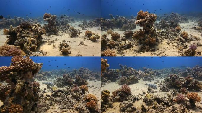 珊瑚和鱼海底世界一群鱼实拍
