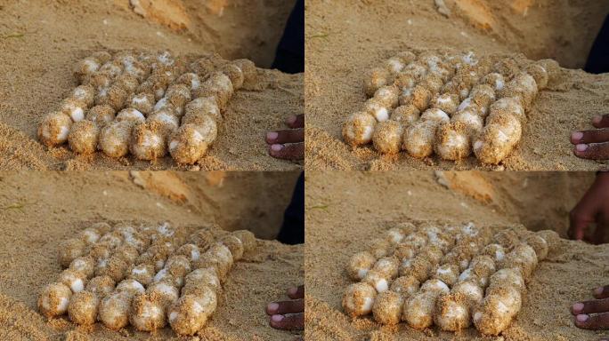 沙中新生动物的海龟卵