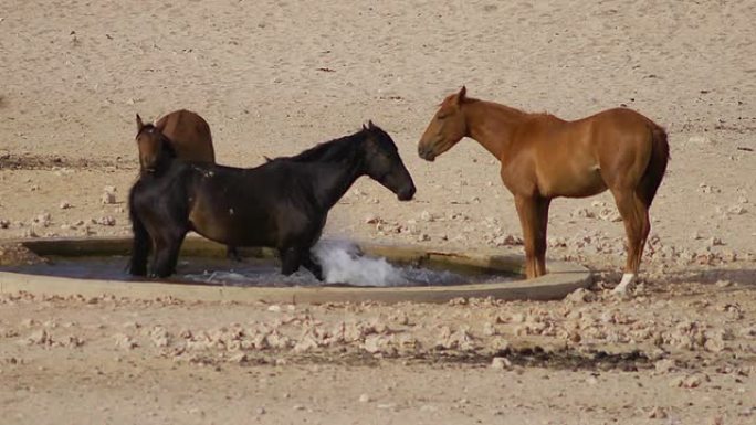 纳米比亚的野马在水中戏水