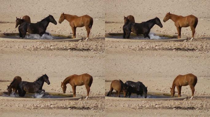 纳米比亚的野马在水中戏水