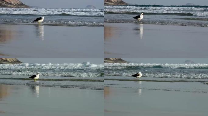海滩上的太平洋海鸥