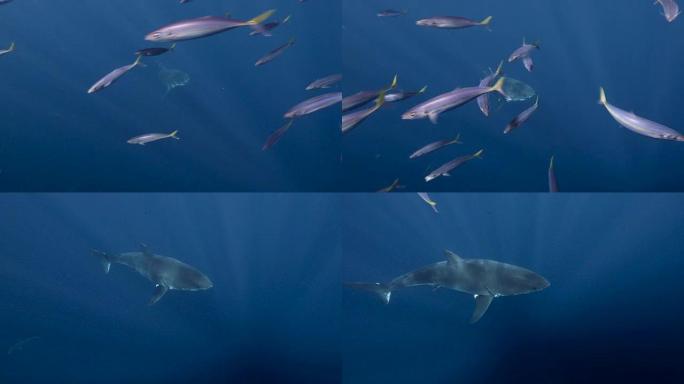 大白鲨鱼类鲨鱼鱼群