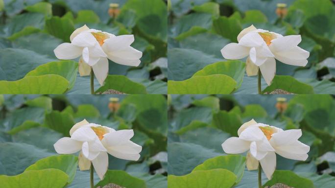 雨后的白莲花池