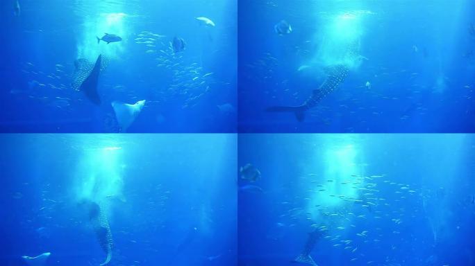 鲸鲨在海里游泳素材