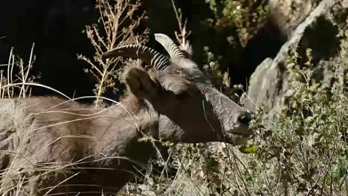 科罗拉多州沃特顿峡谷的4k视频野生大角羊饲料