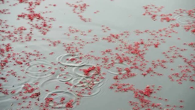 水上小花秋季花掉落在树枝上