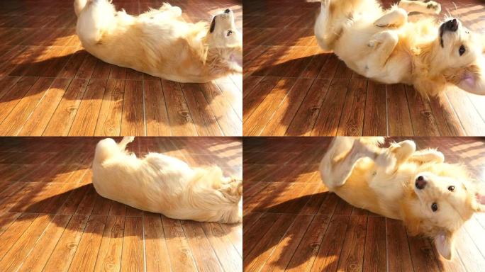 顽皮的金毛寻回犬在地板上打滚