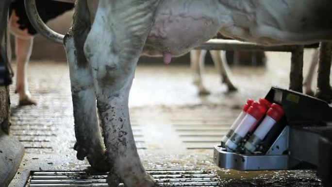 奶牛挤奶过程配有清洗和放置机器-快速。