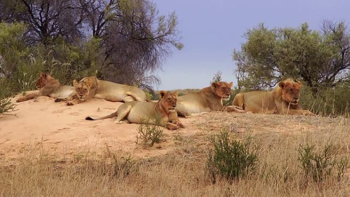 卡拉哈里雄狮野生动物园狮子群
