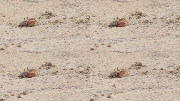 螃蟹工作; 热带海滩上的螃蟹挖洞