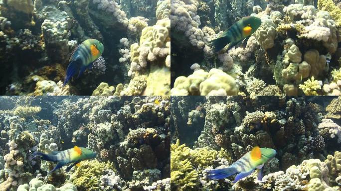珊瑚和鱼彩色鱼