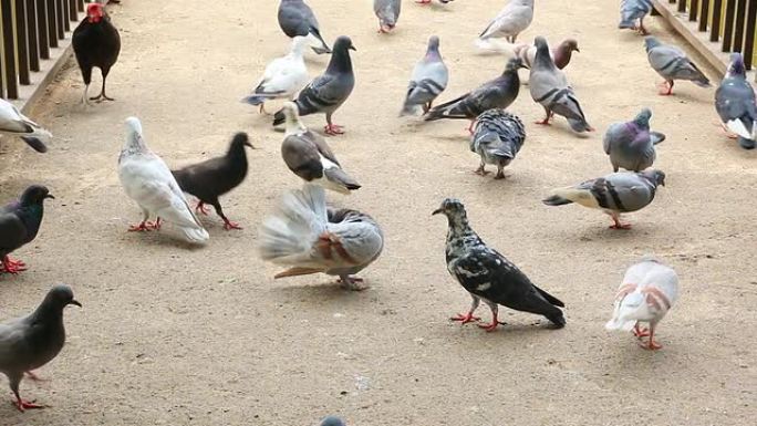 一群吃鸽子素材
