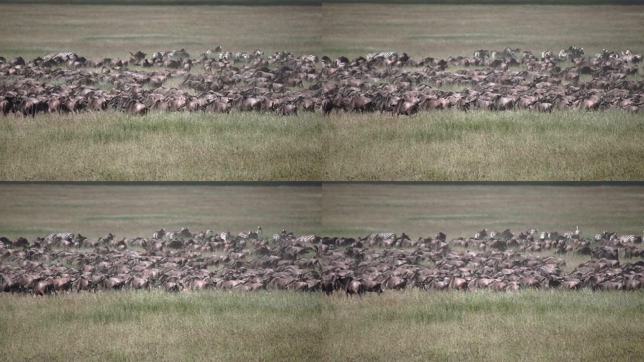 塞伦盖蒂国家公园的山毛榉迁徙