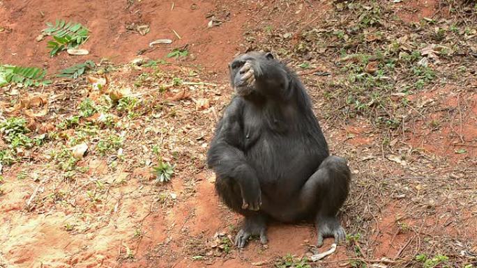 黑猩猩