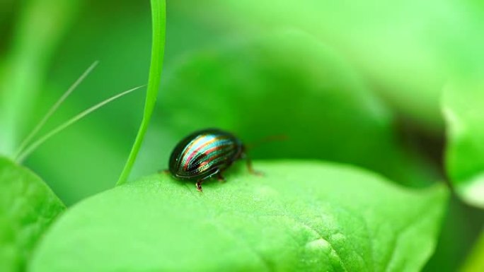 美国Chrysolina