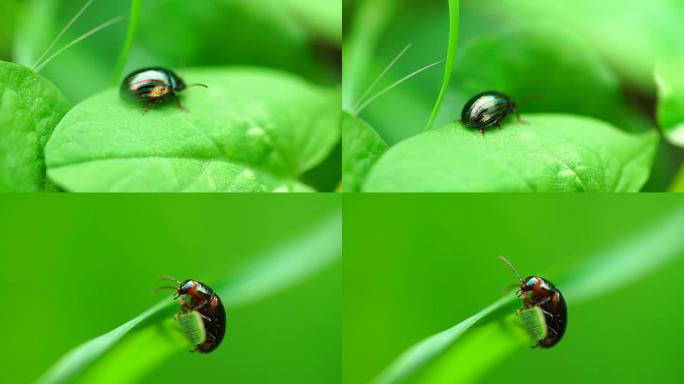 美国Chrysolina