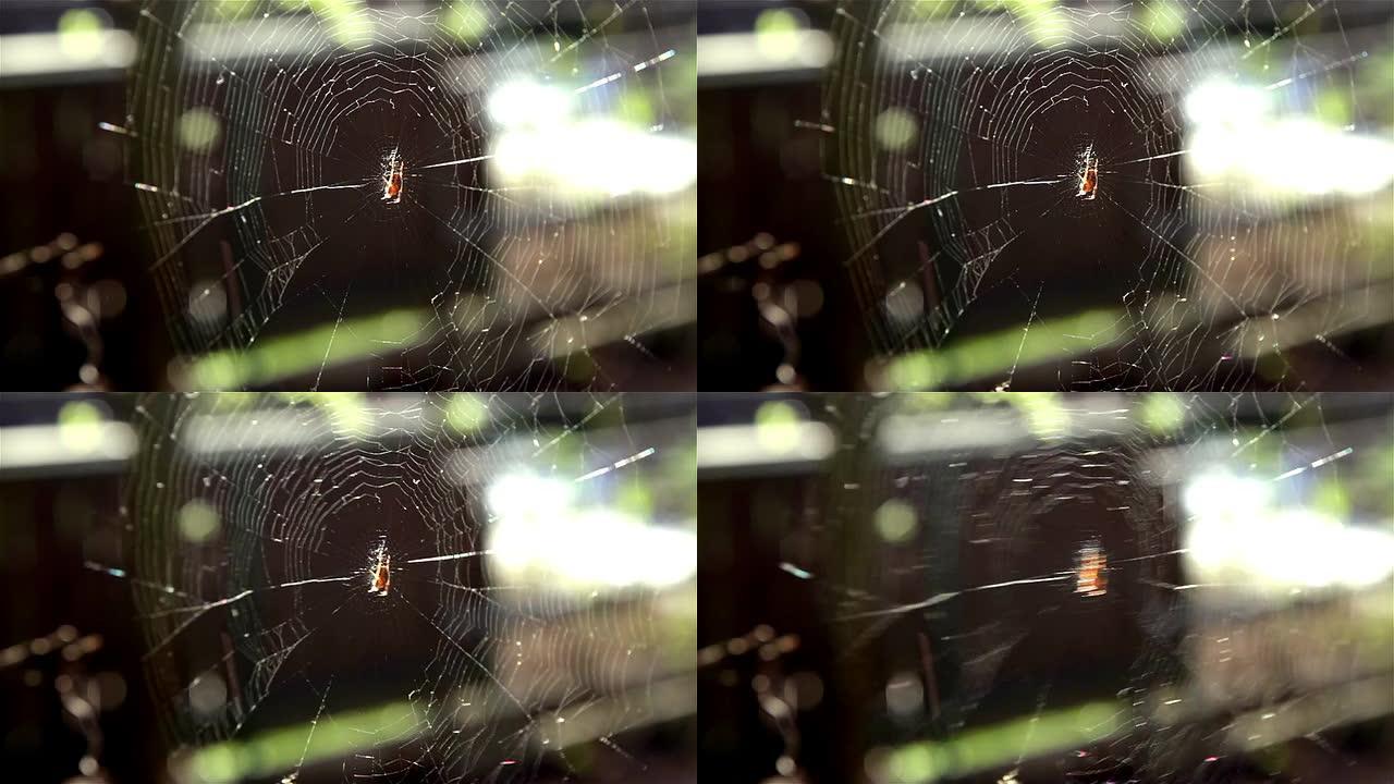 高清：蛛网和蜘蛛蛛网和蜘蛛