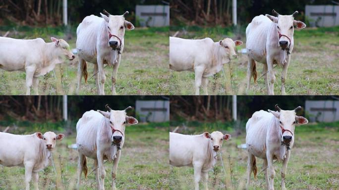 一头幼小的小牛和母牛